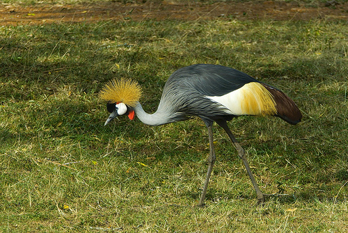 crested crane