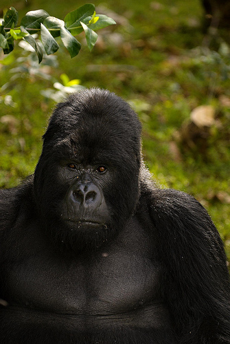 gorilla